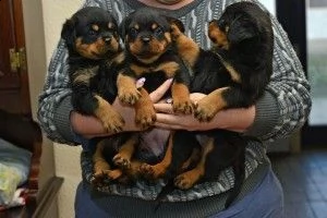cuccioli di rottweiler di 12 settimane