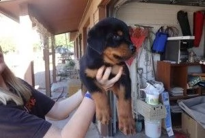 cuccioli di rottweiler maschi e femmine per gli amanti degli animali.