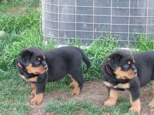  cuccioli di rottweiler in cerca di una casa amorevole.