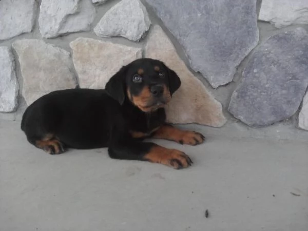 22 adorabili cuccioli di rottweiler adorabili