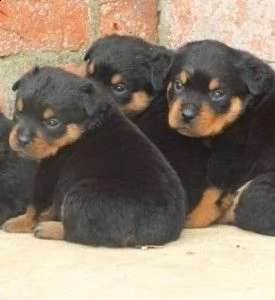 [at] cuccioli di rottweiler adorabili
