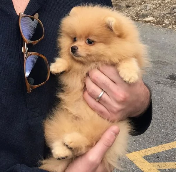 pomeranian toy