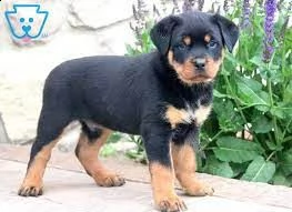 magnifico rottweiler per l'adozione