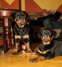 meraviglioso rottweiler in adozione