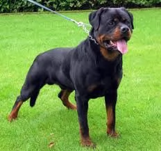 adorabili cuccioli di rottweiler adorabili