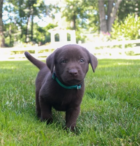 cuccioli labrador retriever