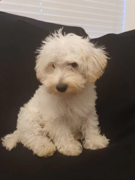 miniature schnauzer bianco
