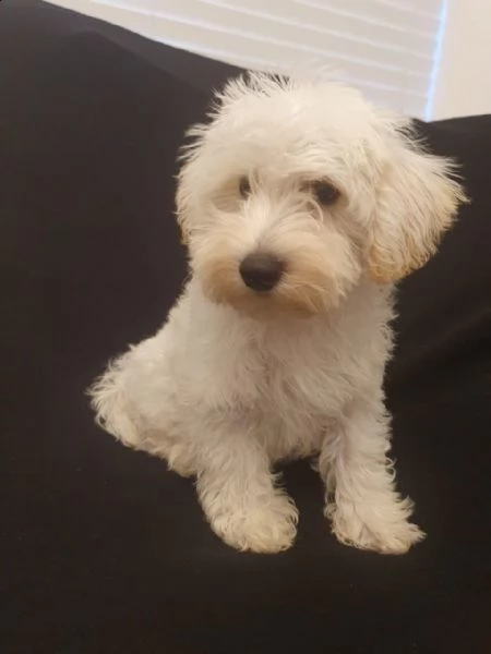 miniature schnauzer bianco | Foto 1