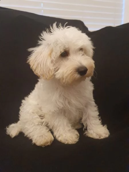 miniature schnauzer bianco | Foto 0