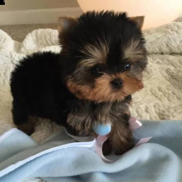 cucciolo di yorky