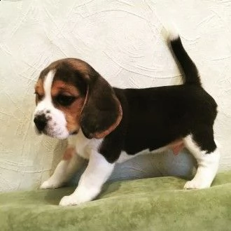 cuccioli di beagle intriganti