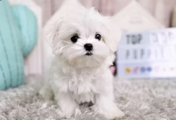 cuccioli di maltese toy