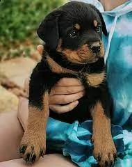 speciali cuccioli di rottweiler