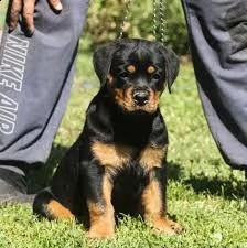 cuccioli di rottweiler di razza
