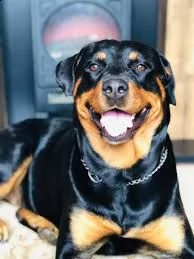 09 cuccioli di rottweiler di razza