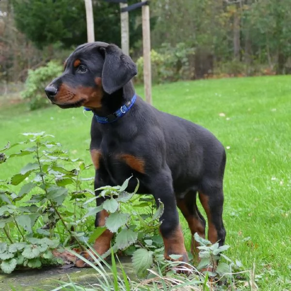 cuccioli di dobermann | Foto 0