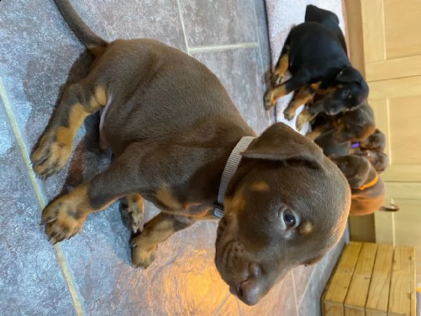 cuccioli di dobermann