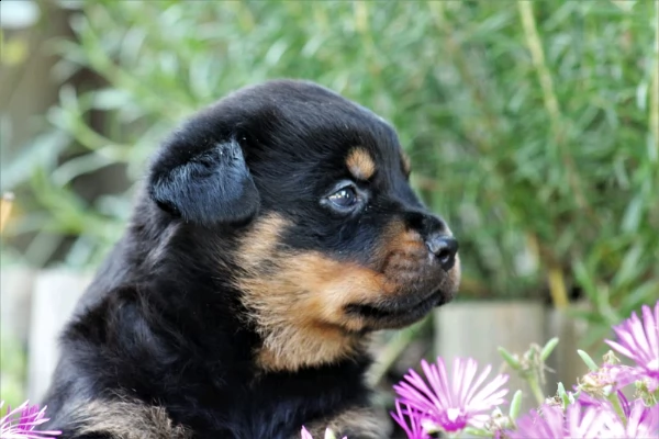  cuccioli di rottweiler  | Foto 1