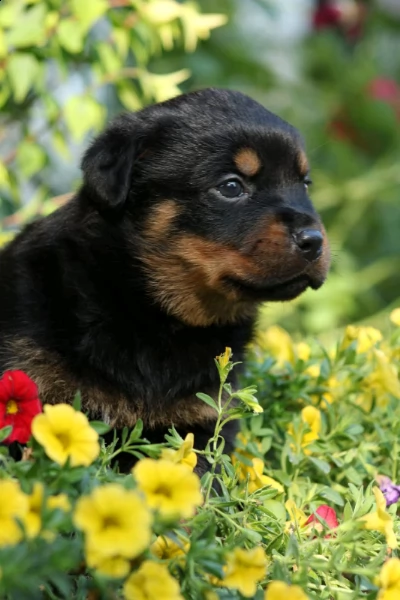  cuccioli di rottweiler 