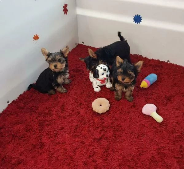  yorkshire terrier 