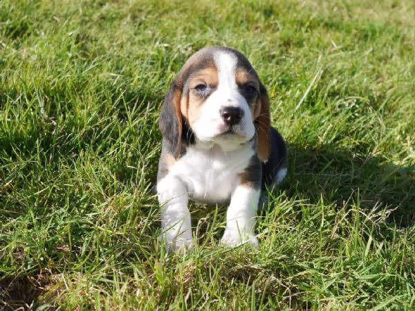 bellissimi cuccioli di beagle | Foto 0