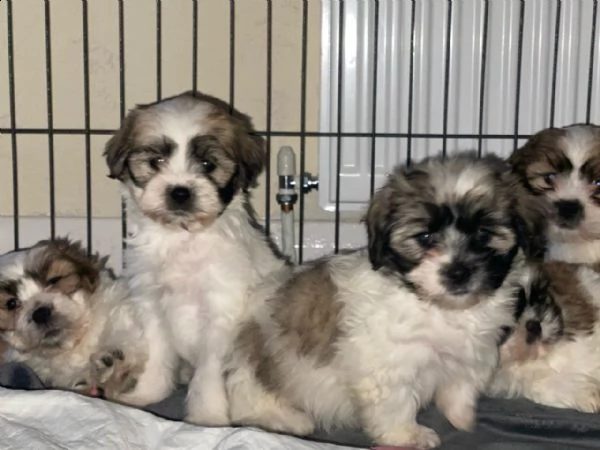 cuccioli di shih tzu