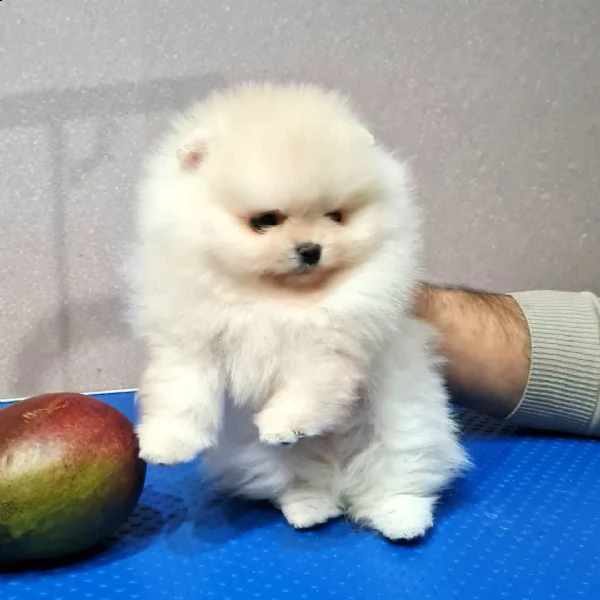 pomeranian toy))((((