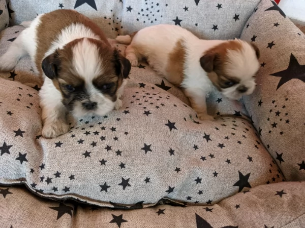 maschio e femmina cuccioli di shit tzu