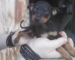 maschio e femmina cuccioli di pincher chihuahua