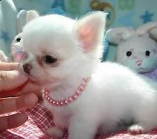 mini toy cuccioli di chihuahua.