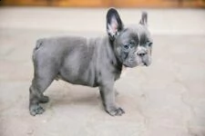 cuccioli di bulldog frances 