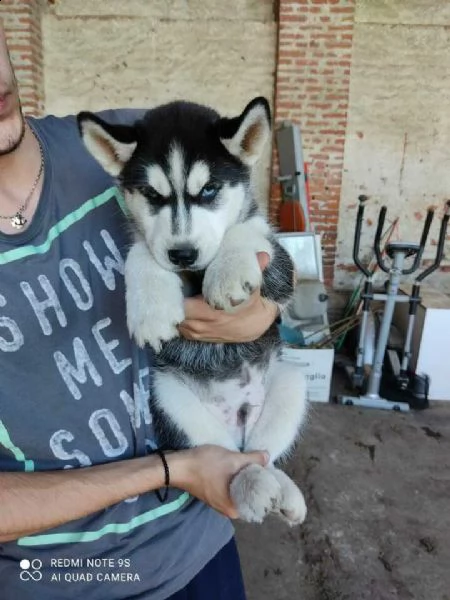 cuccioli di siberian husky.