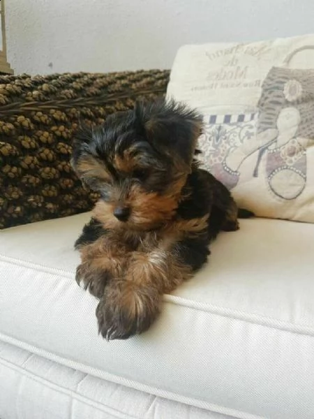 cuccioli di yorkshire terrier