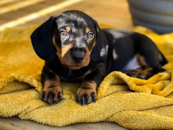 bassotti nani cuccioli | Foto 0