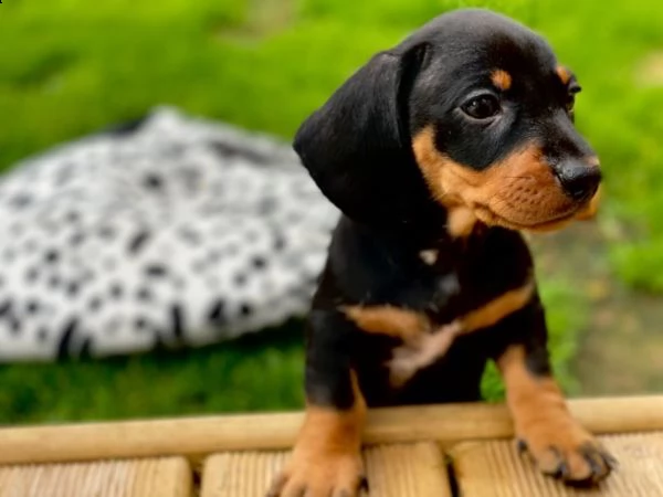 bassotti nani cuccioli