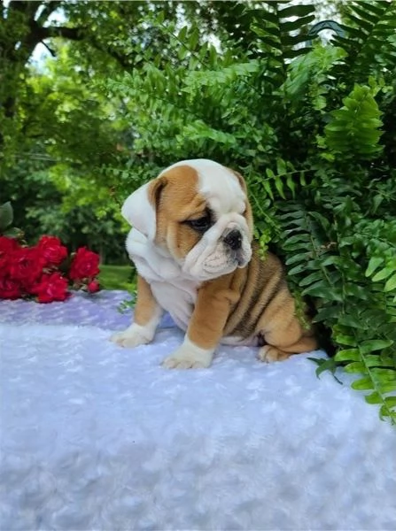 cuccioli di bulldog francese per l'adozione