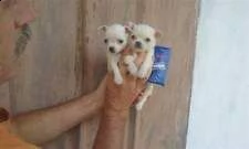 disposabili cuccioli di chihuahua toy