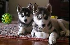 siberian husky maschio e femmina