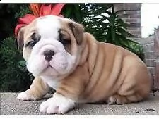 cuccioli di bulldog ingles