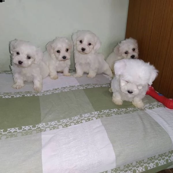 regalo di cuccioli maltesi 