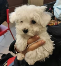 bella cuccioli di maltese