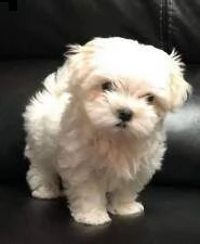 disponibili cuccioli di maltese mini toy
