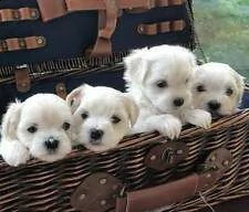cuccioli di maltese toy 2 mesi e mezzo