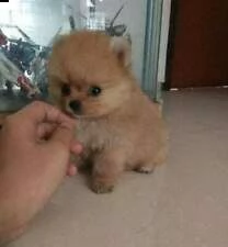 bellissimi spitz pomeranian mini toy