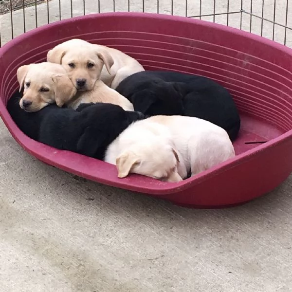cuccioli di labrador regalo