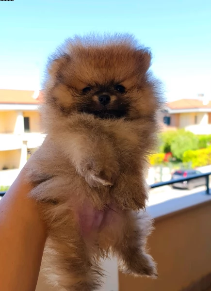 stupende cuccioli pomeranian | Foto 0