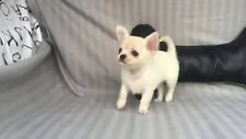 disponibili cuccioli pincher chihuahua toy