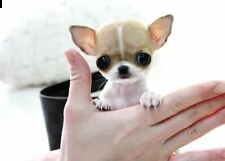 pincher chihuahua belli