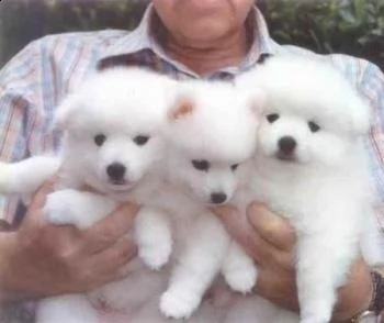 adorabili cuccioli di samoiedo femminucce e maschietti 