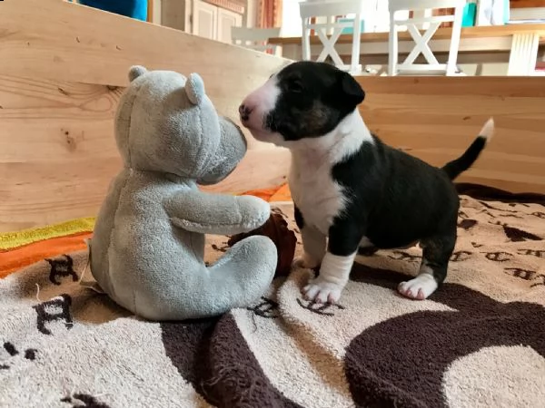 cuccioli bull terrier miniatura